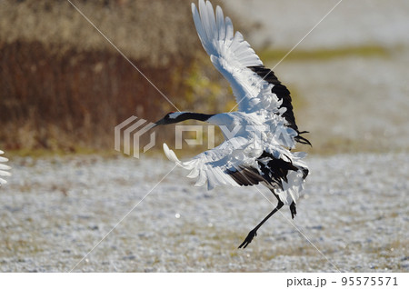翼を広げて着陸するタンチョウ(北海道・鶴居) 翼を広げて着陸するタンチョウ(北海道・鶴居) 95575571
