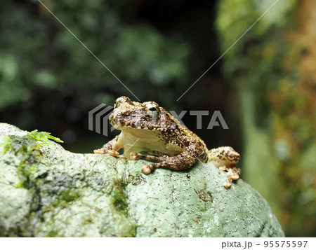 岩に登るアカガエル（タゴガエル） 95575597
