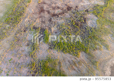 Top aerial panoramic view of green steppe or meadow in summer, landscape with trees and bushes, drought Top aerial panoramic view of green steppe or meadow in summer, landscape with trees and bushes, drought 95575853