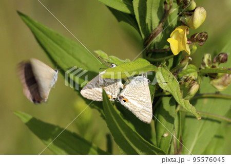 ウラナミシジミの交尾 95576045