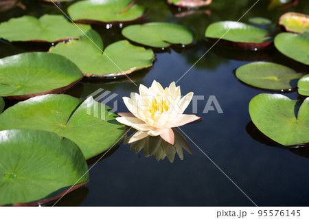 Beautiful blooming Nymphaea lotus flower with leaves, Water lily pot 95576145