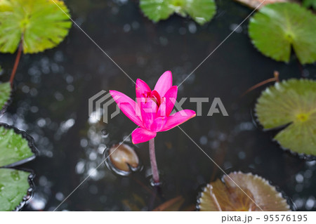 Beautiful blooming Nymphaea lotus flower with leaves, Water lily pot Beautiful blooming Nymphaea lotus flower with leaves, Water lily pot 95576195