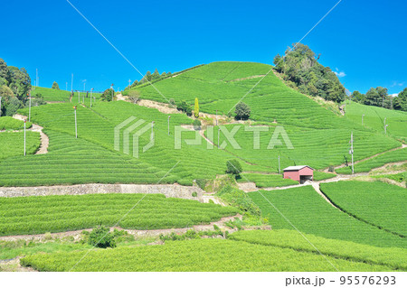 【和束町の茶畑景観】 京都府相楽郡和束町石寺丸塚 【和束町の茶畑景観】 京都府相楽郡和束町石寺丸塚 95576293