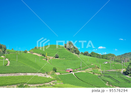 【和束町の茶畑景観】 京都府相楽郡和束町石寺丸塚 【和束町の茶畑景観】 京都府相楽郡和束町石寺丸塚 95576294