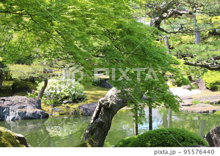 青もみじ 95576440