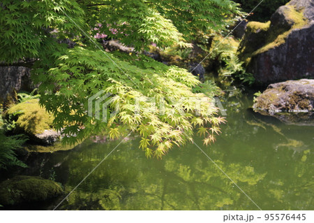 青もみじ 95576445