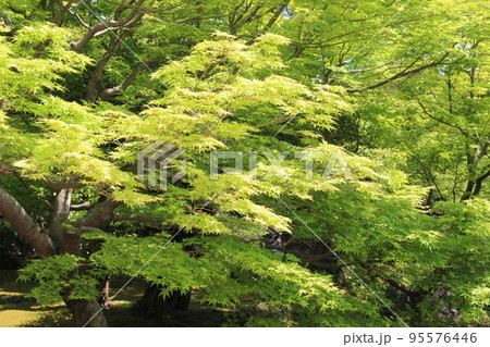 青もみじ 95576446