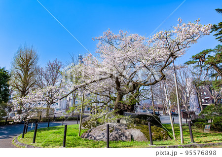 岩手県盛岡市　青空に映える満開の石割桜 95576898