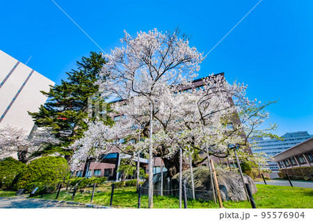 岩手県盛岡市　青空に映える満開の石割桜 95576904