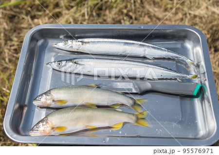 【中津川の河川敷でオートキャンプ 鮎とサンマの塩焼きを作る】 【中津川の河川敷でオートキャンプ 鮎とサンマの塩焼きを作る】 95576971