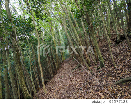 登山道イメージ 登山道イメージ 95577128