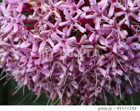 ボタンクサギの花 95577249