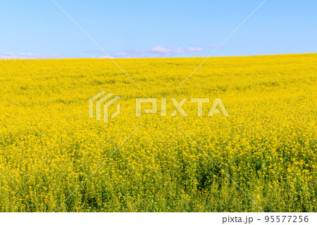 女郎花の咲いた黄色い丘と青空 95577256