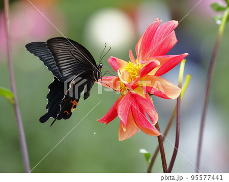 ダリヤの花の蜜を吸いに来たクロアゲハ ダリヤの花の蜜を吸いに来たクロアゲハ 95577441