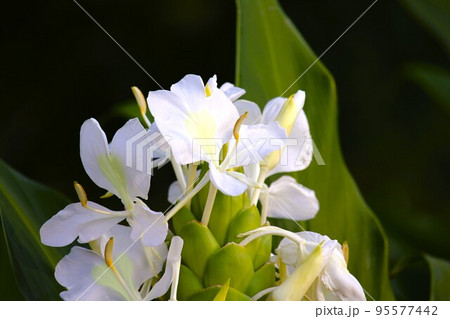 白い花、ハナシュクシャ 白い花、ハナシュクシャ 95577442