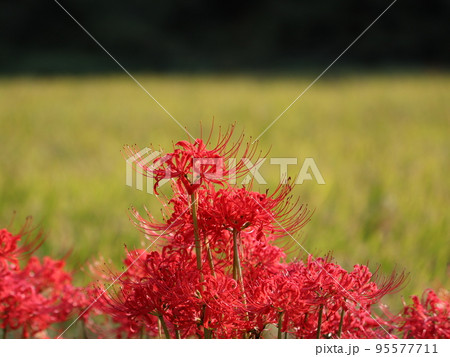 《茅ヶ崎市・寒川町》秋の稲田を背景にする彼岸花の接写 《茅ヶ崎市・寒川町》秋の稲田を背景にする彼岸花の接写 95577711