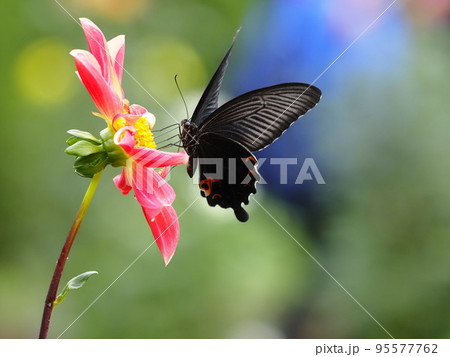 ダリアの花の蜜を吸うクロアゲハ ダリアの花の蜜を吸うクロアゲハ 95577762