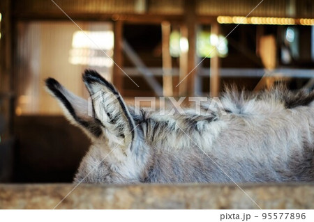 ロバの耳 95577896