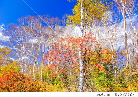 紅葉と青空と白樺林 紅葉と青空と白樺林 95577937