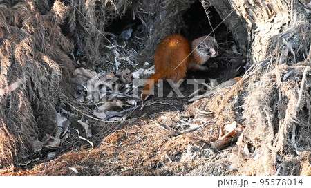 イタチ 動物 野生 95578014