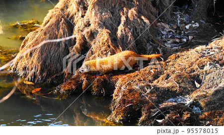 イタチ 動物 野生 95578015