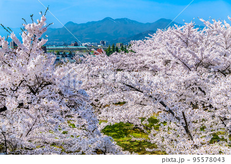 岩手県 桜満開の盛岡城跡公園 岩手県 桜満開の盛岡城跡公園 95578043