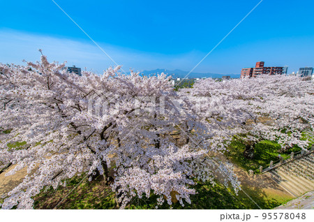 岩手県 桜満開の盛岡城跡公園 岩手県 桜満開の盛岡城跡公園 95578048