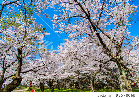 岩手県　桜満開の盛岡城跡公園 95578069