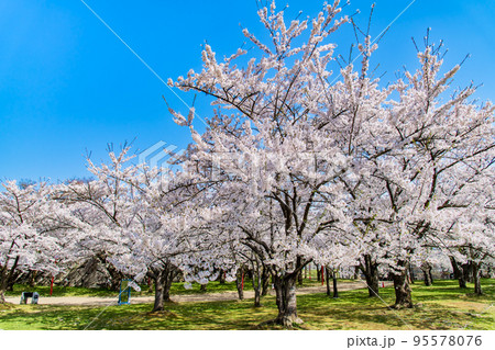 岩手県 桜満開の盛岡城跡公園 岩手県 桜満開の盛岡城跡公園 95578076