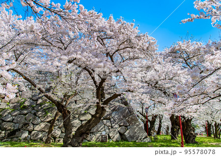 岩手県　桜満開の盛岡城跡公園 95578078