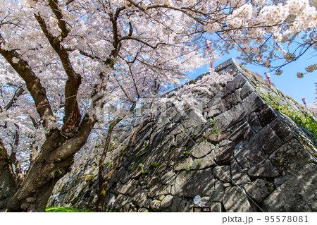 岩手県　桜満開の盛岡城跡公園 95578081