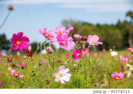 コスモス コスモス 95578215