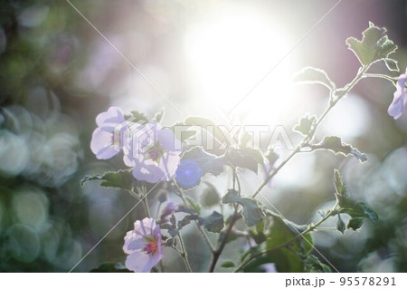 逆光に輝く花 逆光に輝く花 95578291