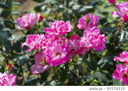 A close-up of beautiful roses A close-up of beautiful roses 95578318
