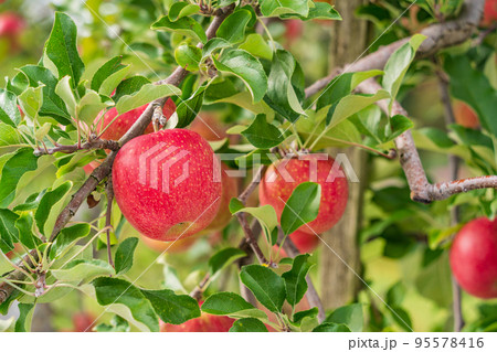 果樹園のリンゴ 果樹園のリンゴ 95578416