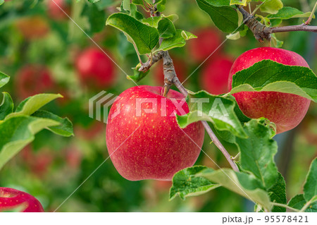 果樹園のリンゴ 果樹園のリンゴ 95578421