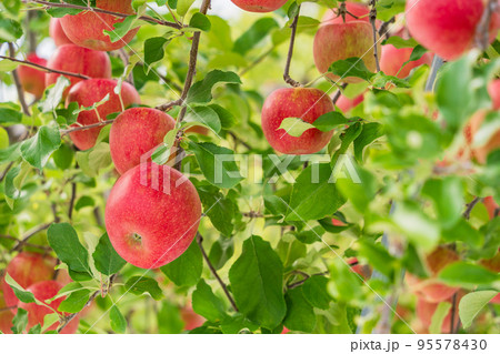 果樹園のリンゴ 95578430