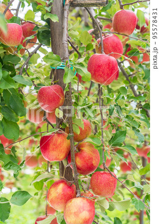 果樹園のリンゴ 95578431