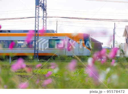 コスモス 95578472