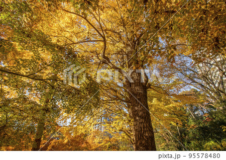 紅葉した木々 清水谷公園　秋　東京都千代田区紀尾井町 95578480
