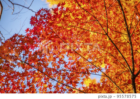 青空と紅葉したモミジ 清水谷公園 秋 東京都千代田区紀尾井町 青空と紅葉したモミジ 清水谷公園 秋 東京都千代田区紀尾井町 95578575