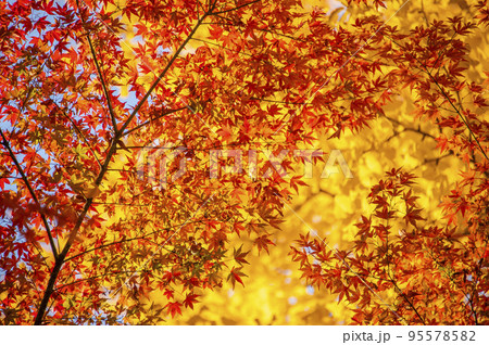 鮮やかな紅葉　清水谷公園　秋　東京都千代田区紀尾井町 95578582