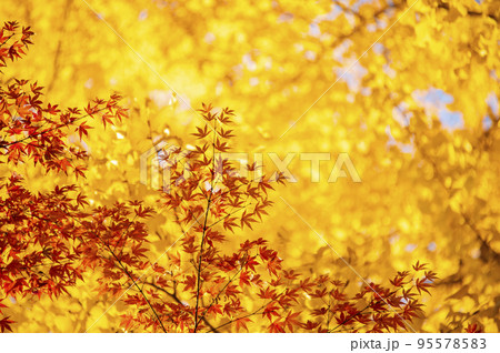 鮮やかな紅葉 清水谷公園 秋 東京都千代田区紀尾井町 鮮やかな紅葉 清水谷公園 秋 東京都千代田区紀尾井町 95578583