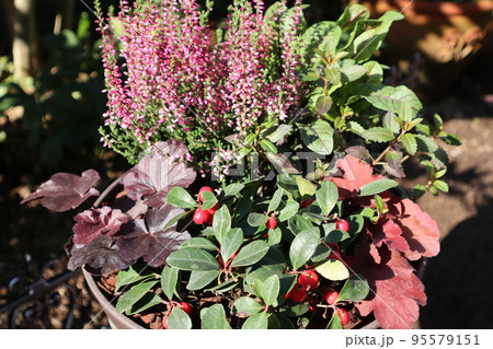 赤い実を使った花の寄せ植え 95579151