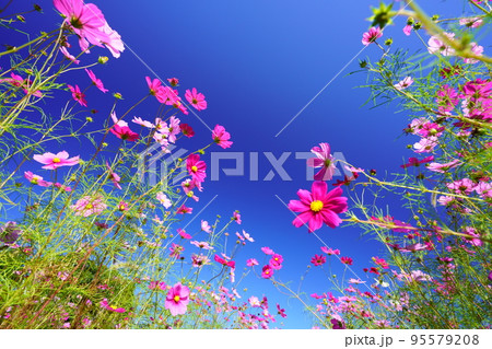 快晴の早朝・カワイイコスモス畑のフレーム 95579208