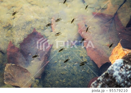 湖面に浮かぶカトンボの群れ 95579210