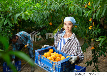Woman gardening in her orchard, holding freshly harvested peaches in plastic box Woman gardening in her orchard, holding freshly harvested peaches in plastic box 95579509