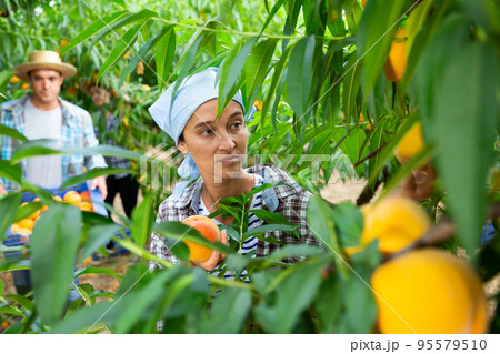 Portraite of positive woman harvests ripe peaches in orchard 95579510