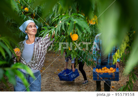 Positive woman harvesting ripe peaches in his orchard on day 95579558