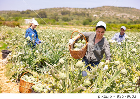 Plantation worker picking artichokes on vegetable field Plantation worker picking artichokes on vegetable field 95579602